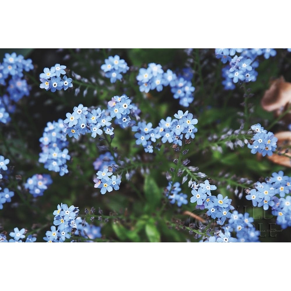 Forget Me Nots IV Poster Print by Laura Marshall-VARPDX63262 Image 1