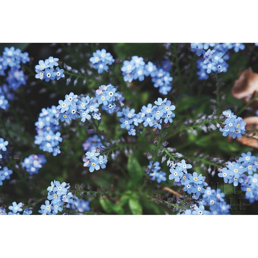 Forget Me Nots IV Poster Print by Laura Marshall-VARPDX63262 Image 1