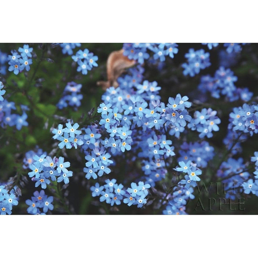 Forget Me Nots III Poster Print by Laura Marshall-VARPDX63261 Image 1