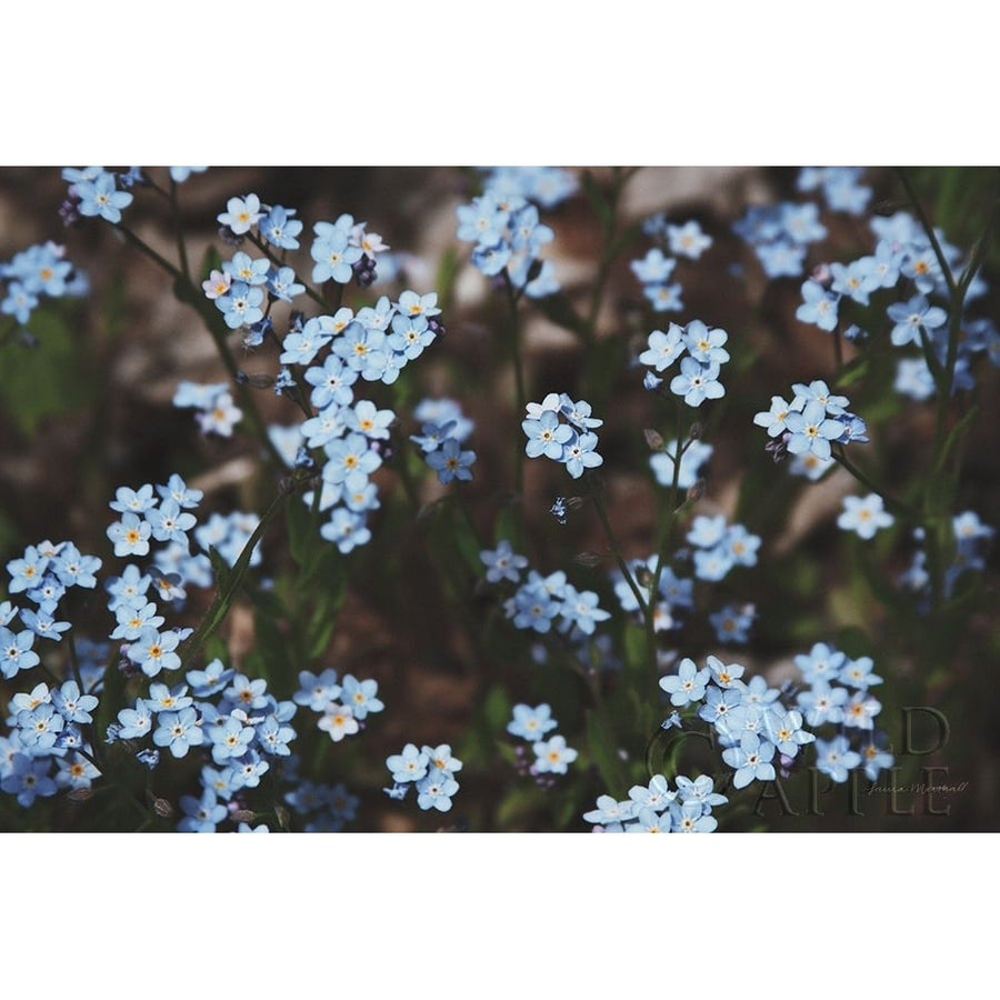 Forget Me Nots II Poster Print by Laura Marshall-VARPDX63260 Image 1