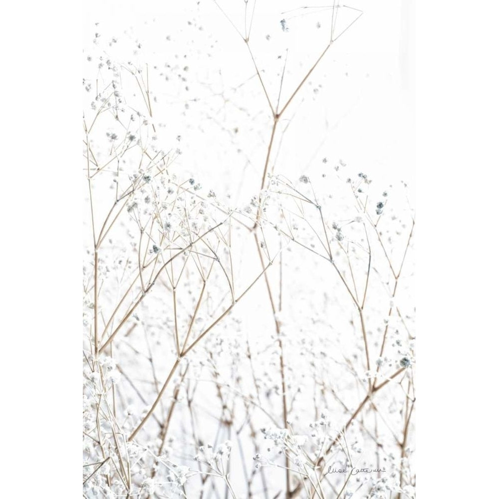 Gypsophila by Elise Catterall-VARPDX63318 Image 1