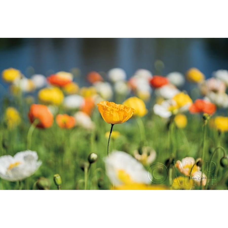 Poppy Field Poster Print by Elise Catterall-VARPDX63321 Image 1