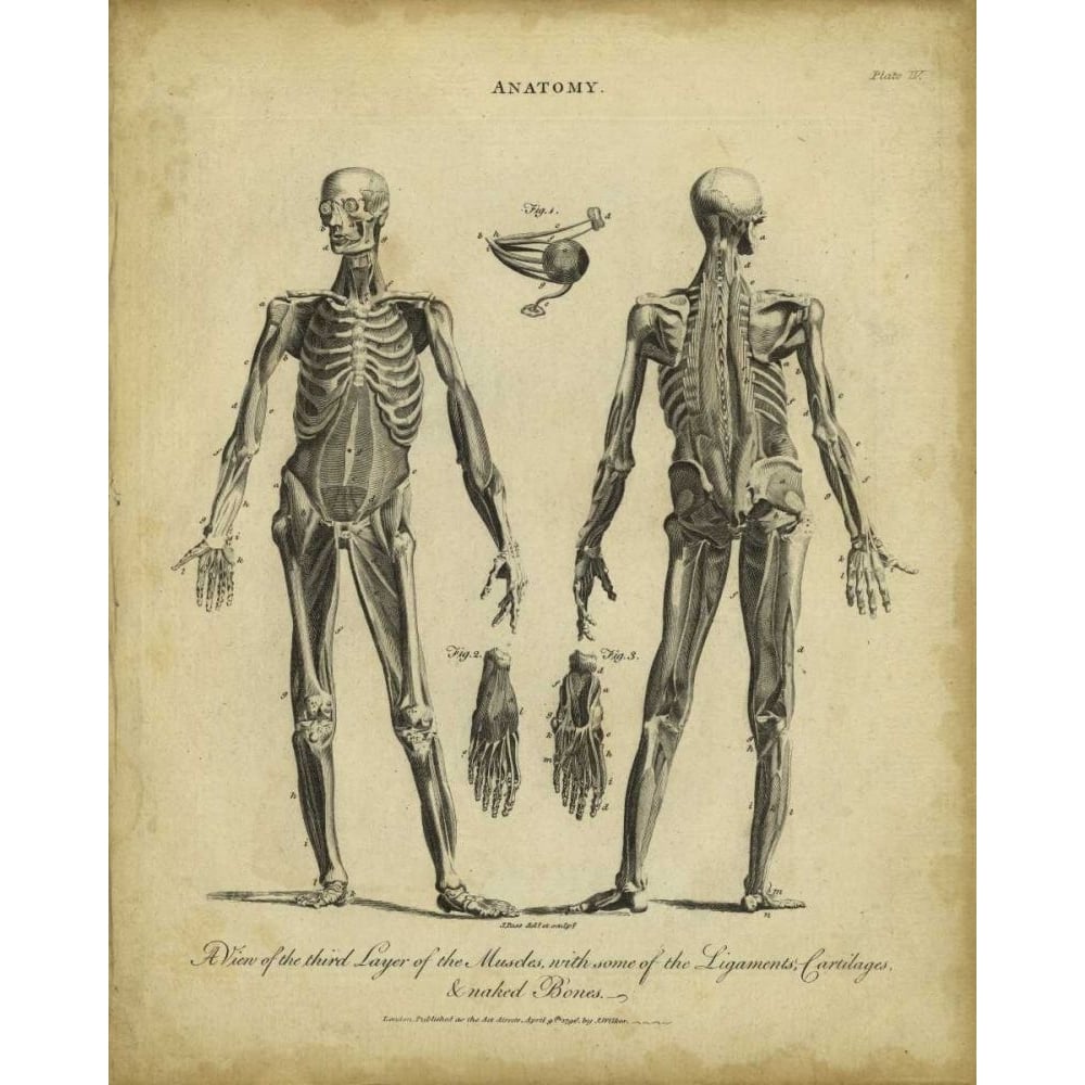 Anatomy Study II Poster Print - Wilkes-VARPDX63531Z Image 1