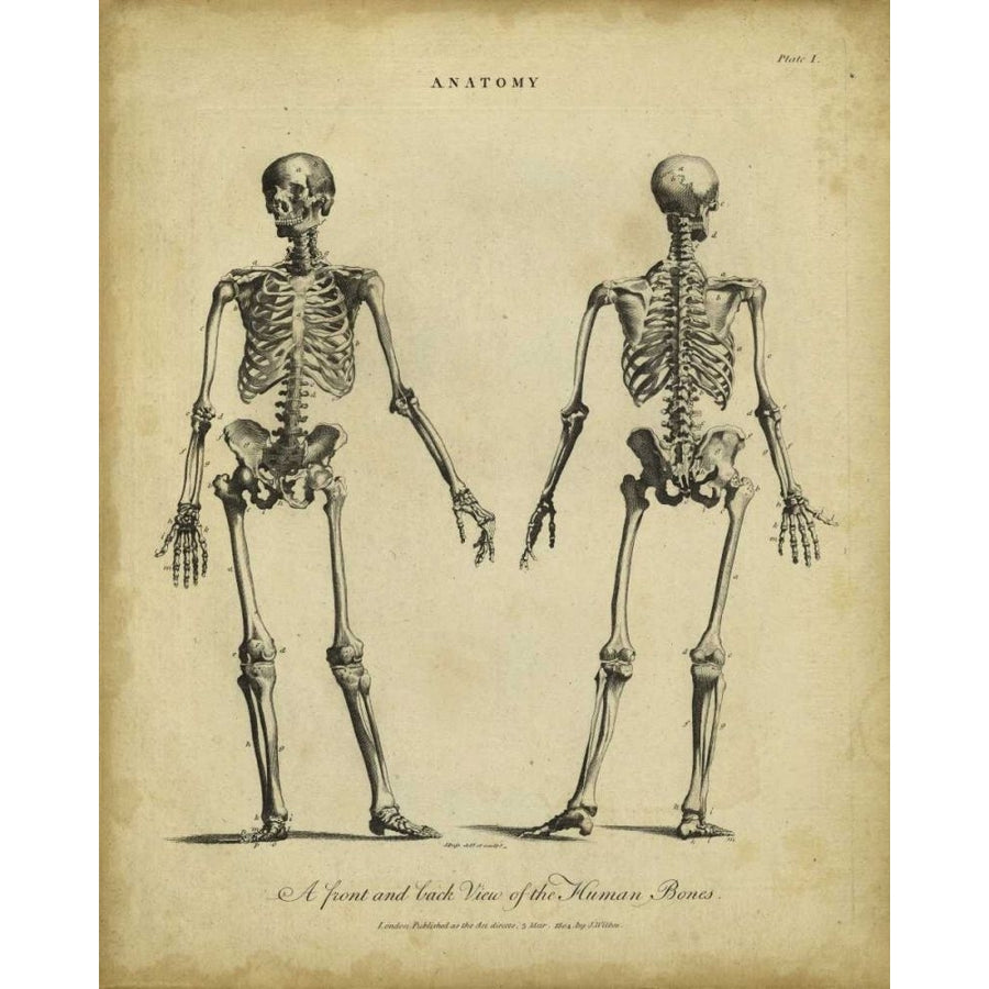 Anatomy Study I Poster Print - Wilkes-VARPDX63530Z Image 1