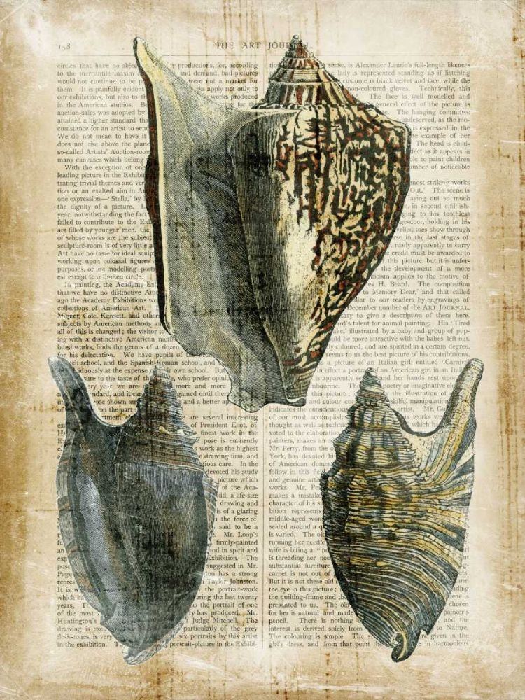 Antiquarian Seashells I Poster Print - Studio Vision-VARPDX63709Z Image 1