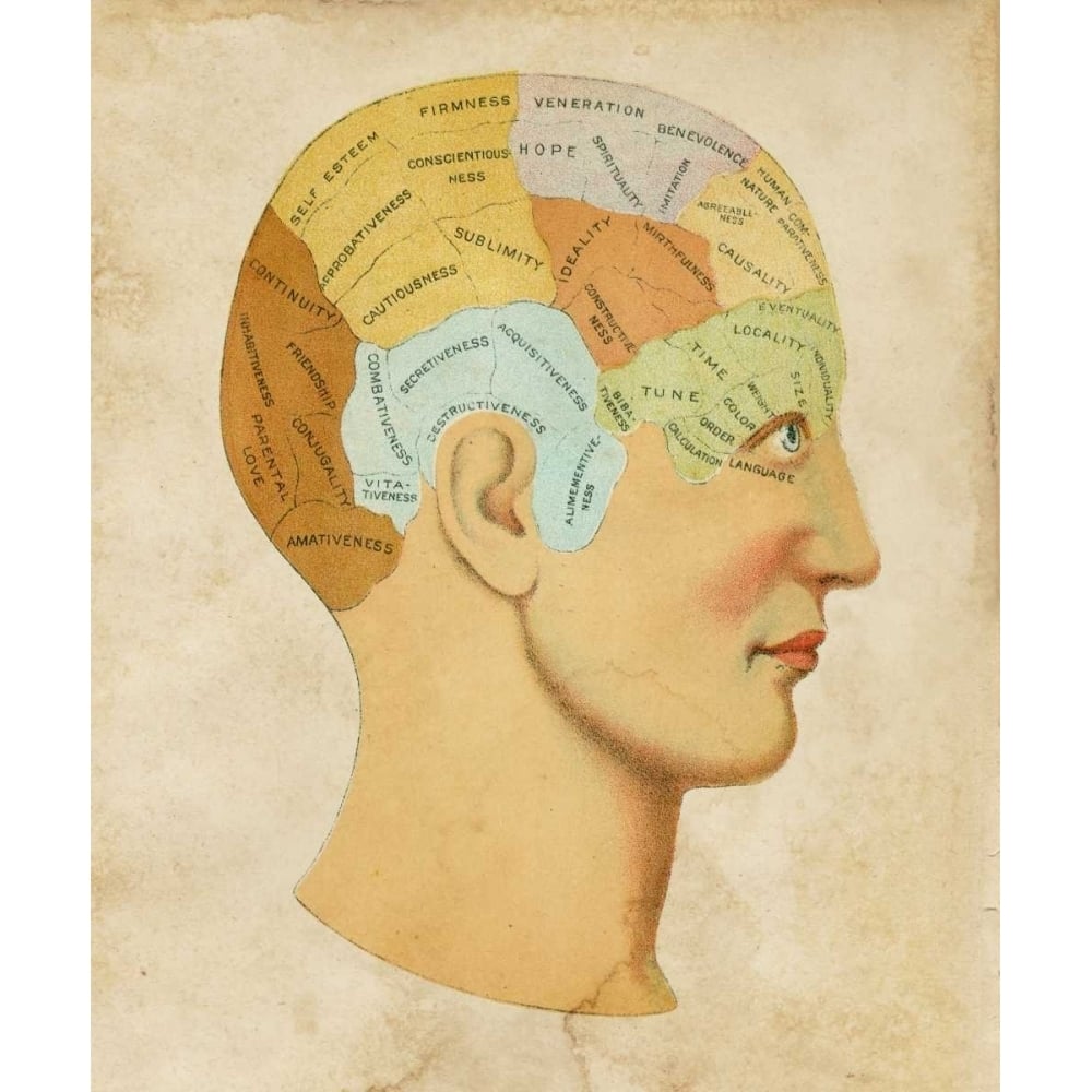 Vintage Phrenology Poster Print - Studio Vision-VARPDX63699Z Image 1