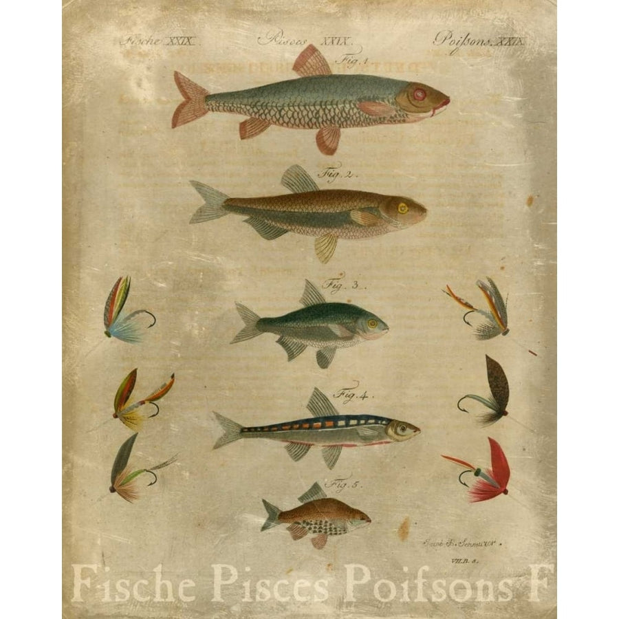 Pisces Composition I Poster Print - Studio Vision-VARPDX63701Z Image 1