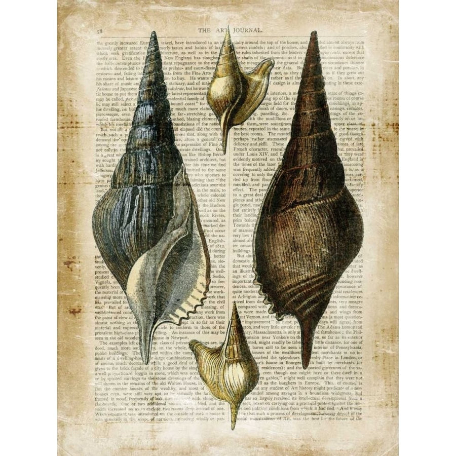 Antiquarian Seashells II Poster Print - Studio Vision-VARPDX63710Z Image 1