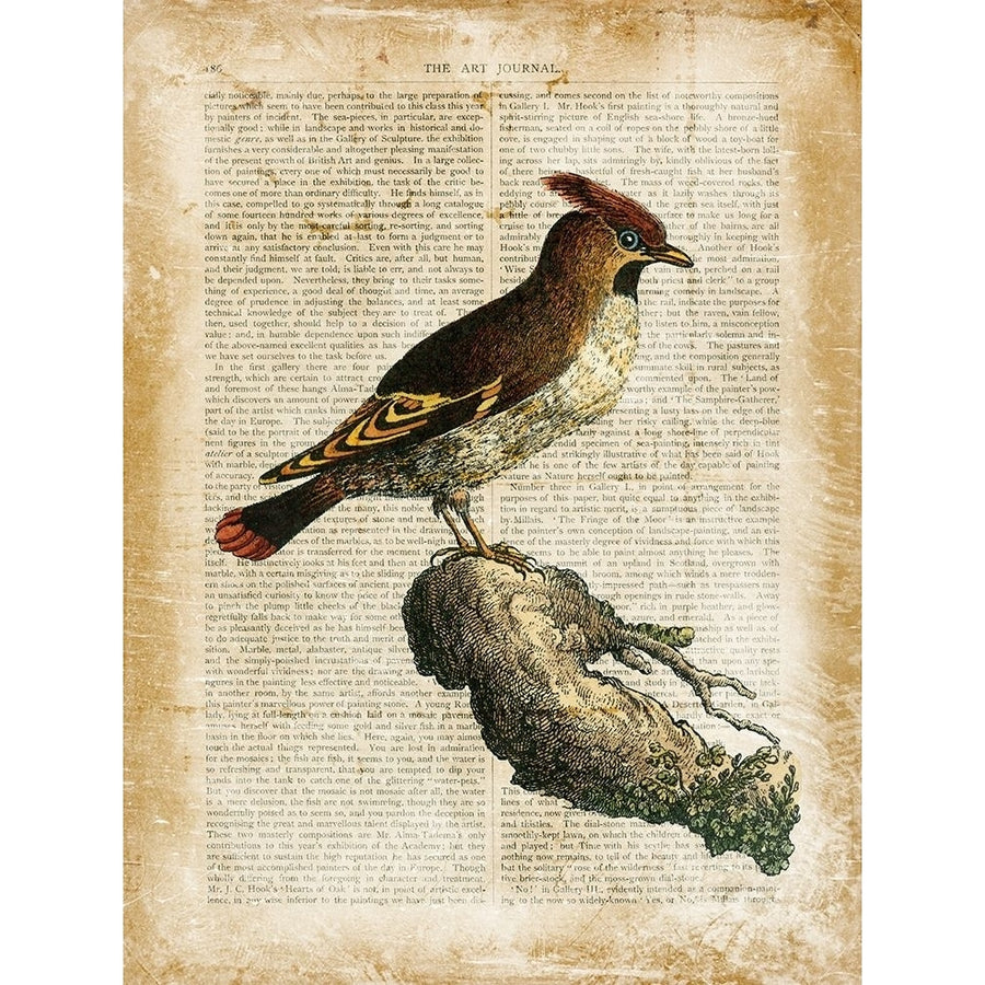 Antiquarian Birds III Poster Print - Studio Vision-VARPDX63715Z Image 1