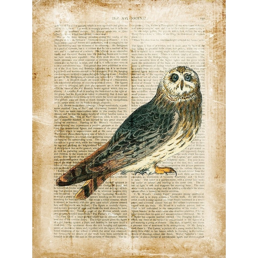 Antiquarian Birds I Poster Print - Studio Vision-VARPDX63713Z Image 1