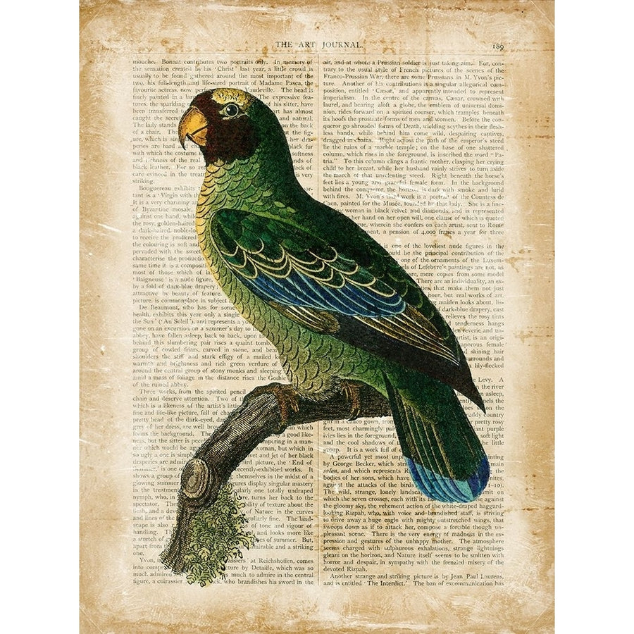 Antiquarian Birds VI Poster Print - Studio Vision-VARPDX63718Z Image 1