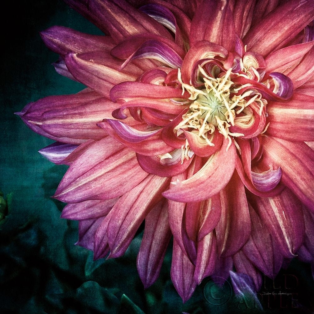 Dahlia II Poster Print by Debra Van Swearingen-VARPDX63778 Image 1