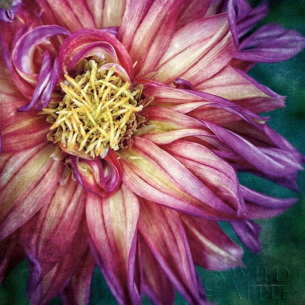 Dahlia I Poster Print by Debra Van Swearingen-VARPDX63777 Image 1