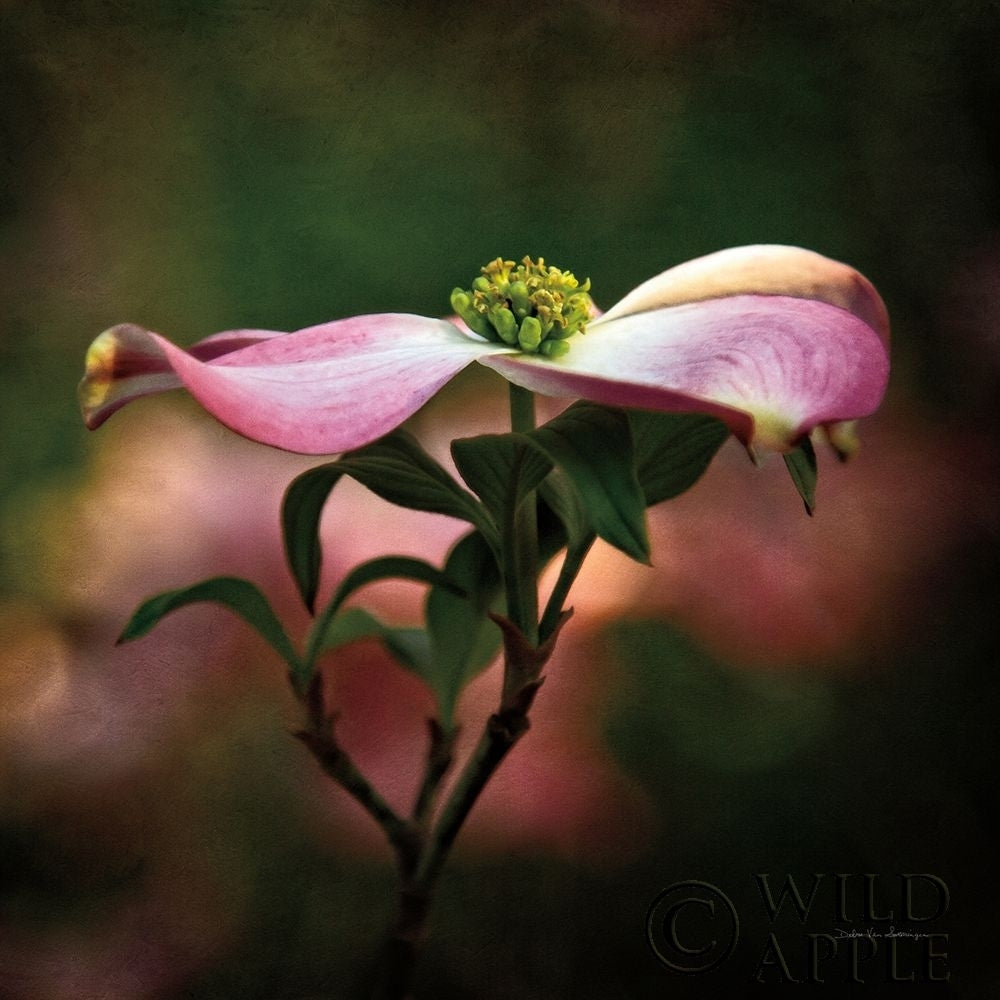 Pink Dogwood I Poster Print by Debra Van Swearingen-VARPDX63779 Image 1