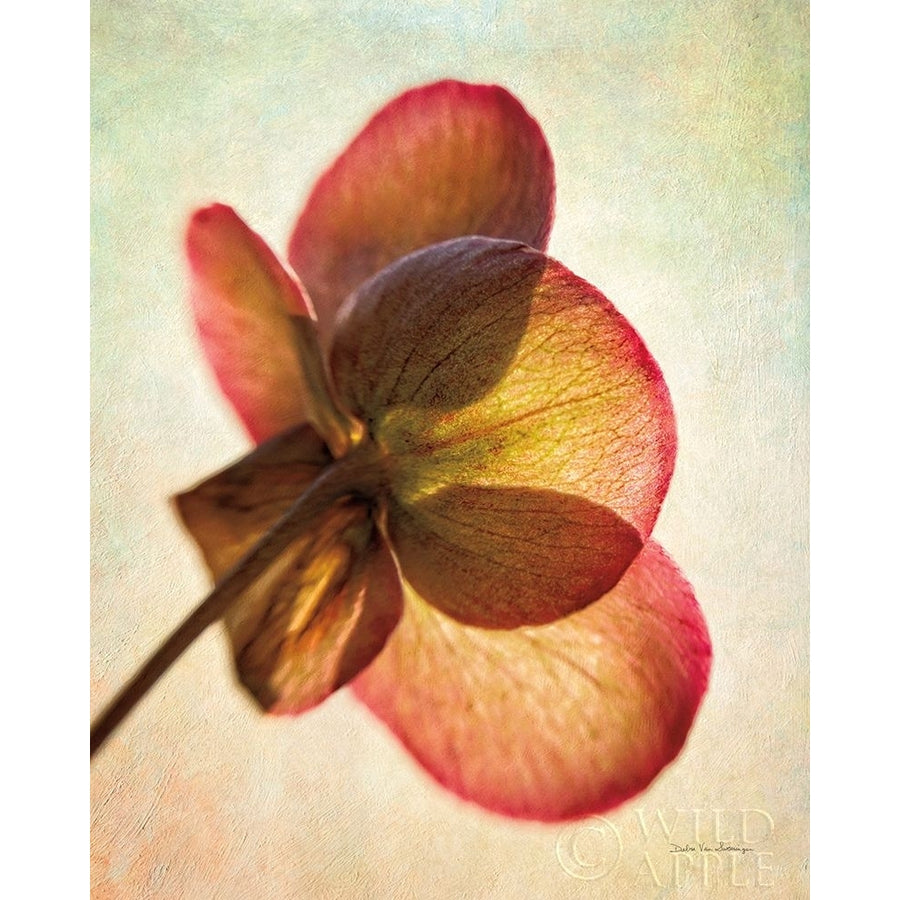 Lenton Rose I Poster Print by Debra Van Swearingen-VARPDX63804 Image 1