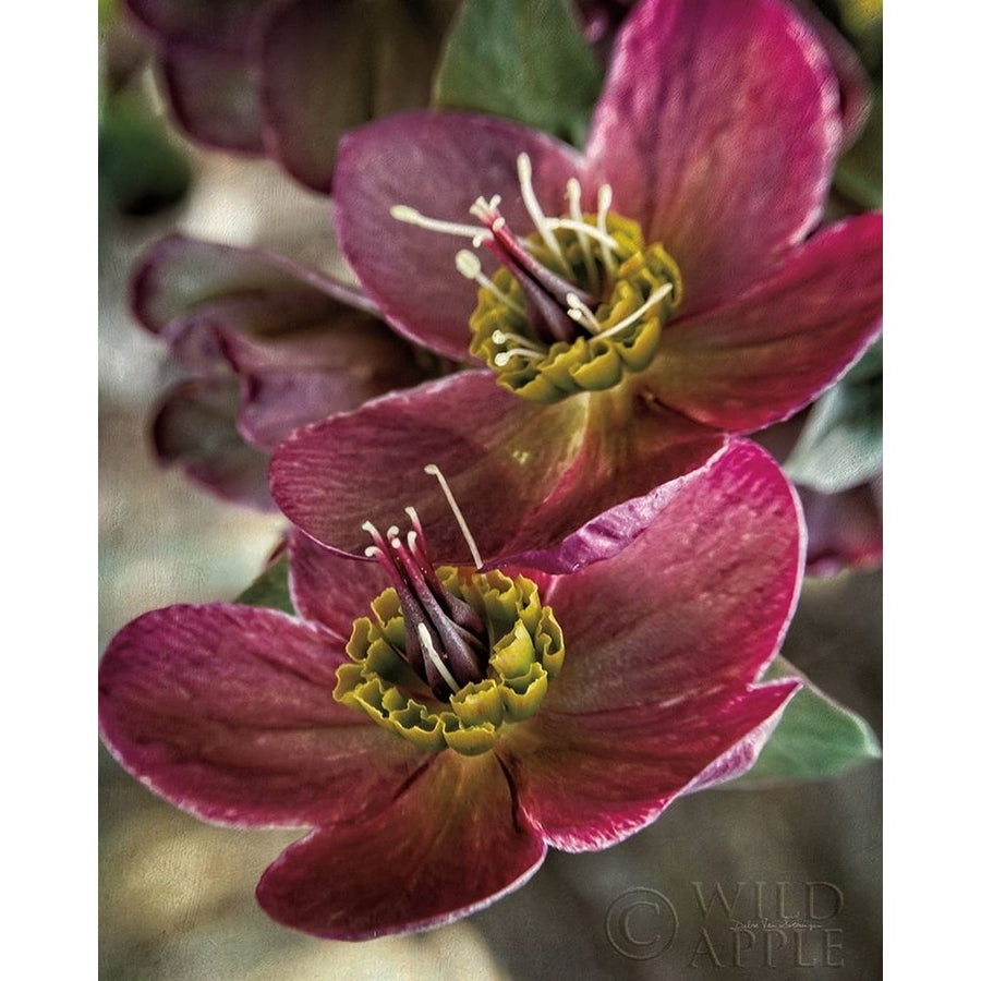 Lenton Rose V Poster Print by Debra Van Swearingen-VARPDX63808 Image 1