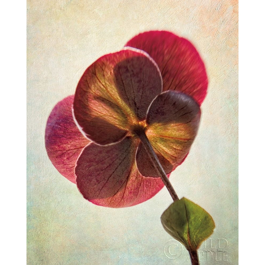 Lenton Rose II Poster Print by Debra Van Swearingen-VARPDX63805 Image 1