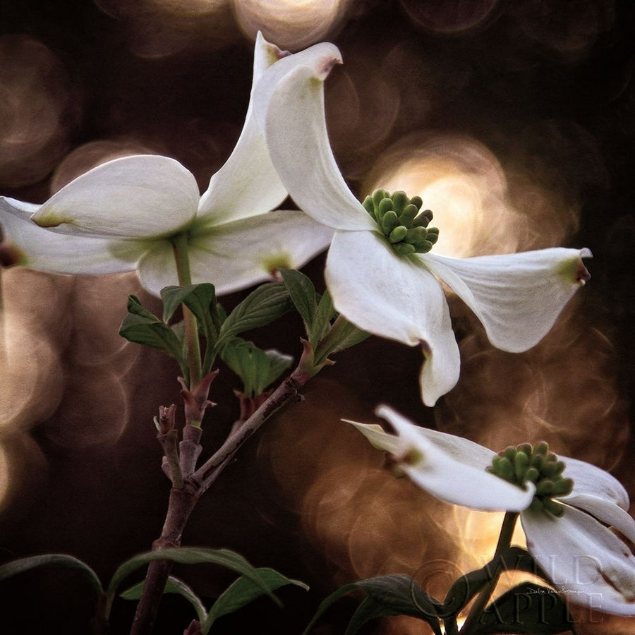 White Dogwood I Poster Print by Debra Van Swearingen-VARPDX63810 Image 1