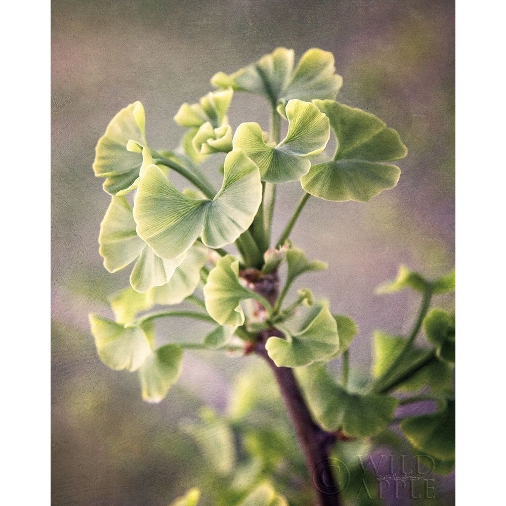 Sprouting Ginkgo I Poster Print by Debra Van Swearingen-VARPDX63813 Image 1