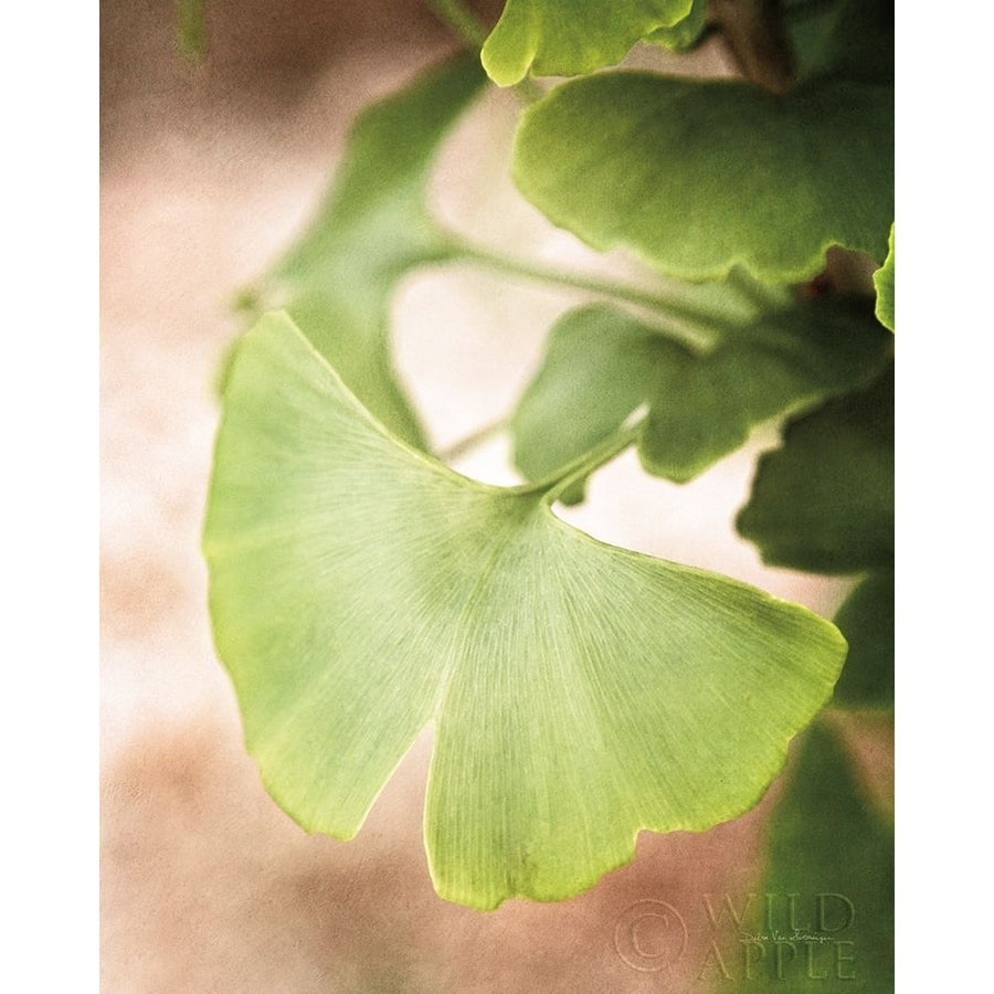 Sprouting Ginkgo III Poster Print by Debra Van Swearingen-VARPDX63815 Image 1