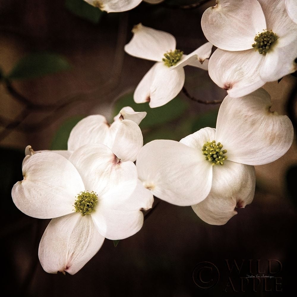 White Dogwood III Poster Print by Debra Van Swearingen-VARPDX63812 Image 1