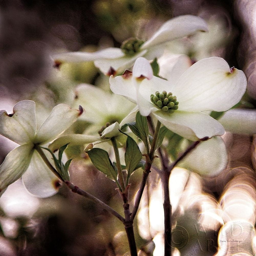 White Dogwood II Poster Print by Debra Van Swearingen-VARPDX63811 Image 1