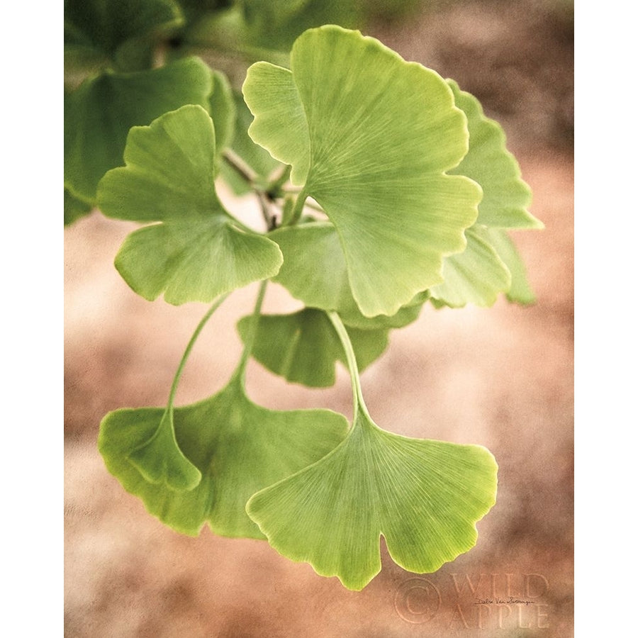 Sprouting Ginkgo IV Poster Print by Debra Van Swearingen-VARPDX63816 Image 1