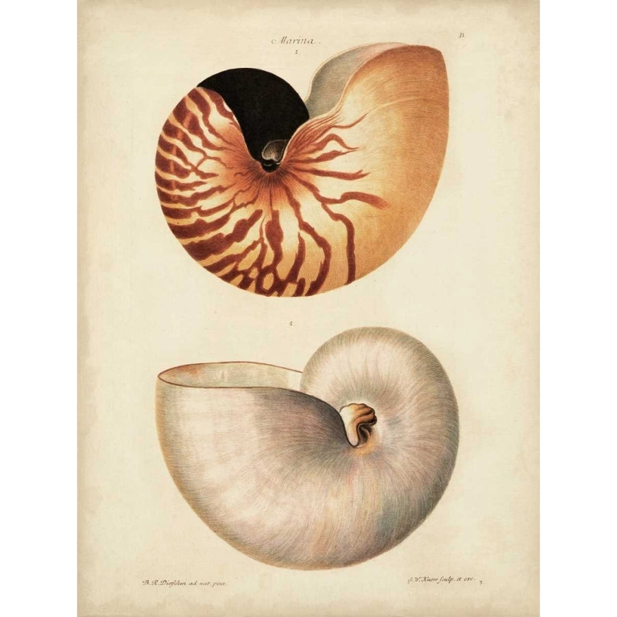 Antique Nautilus I Poster Print - Knorr-VARPDX63984Z Image 1