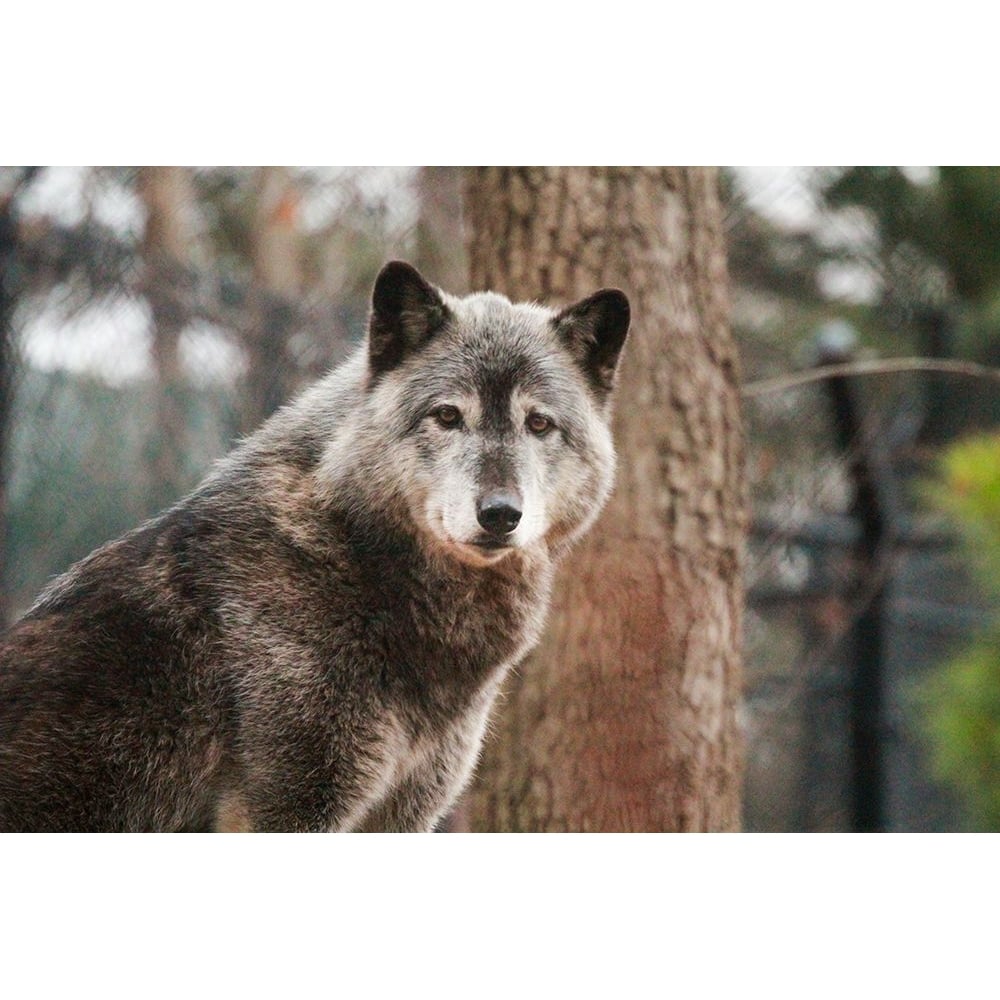 Gray Wolf by Brittany Steff-VARPDX64018 Image 1