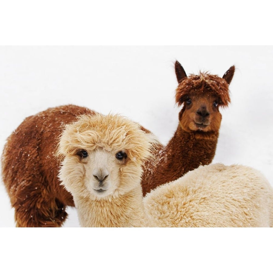 Alpacas by Mehgan Murphy-VARPDX64020 Image 1