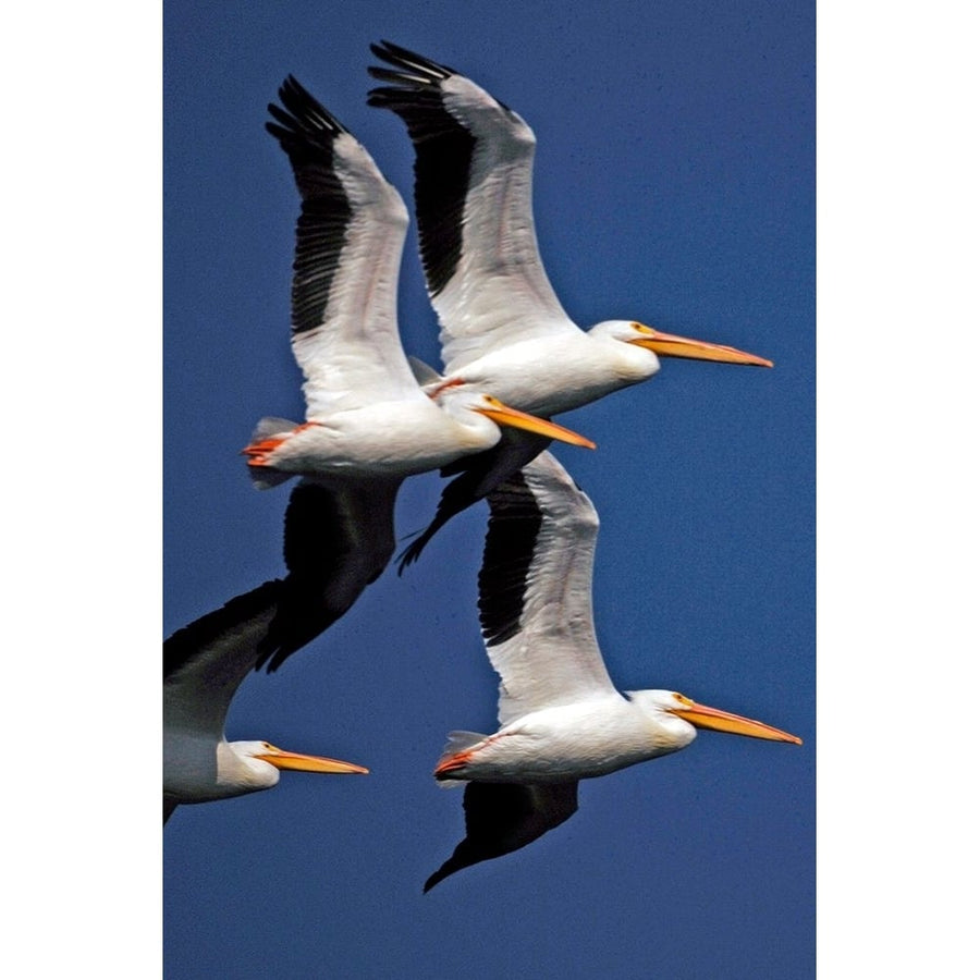 Flock of White Pelicans by NASA-VARPDX64021 Image 1