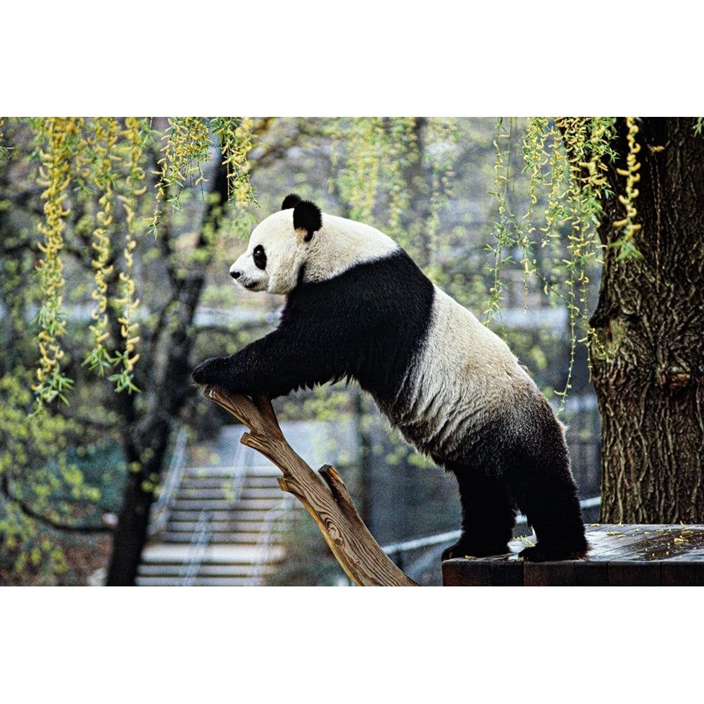 Giant Panda II by Jessie Cohen-VARPDX64019 Image 1