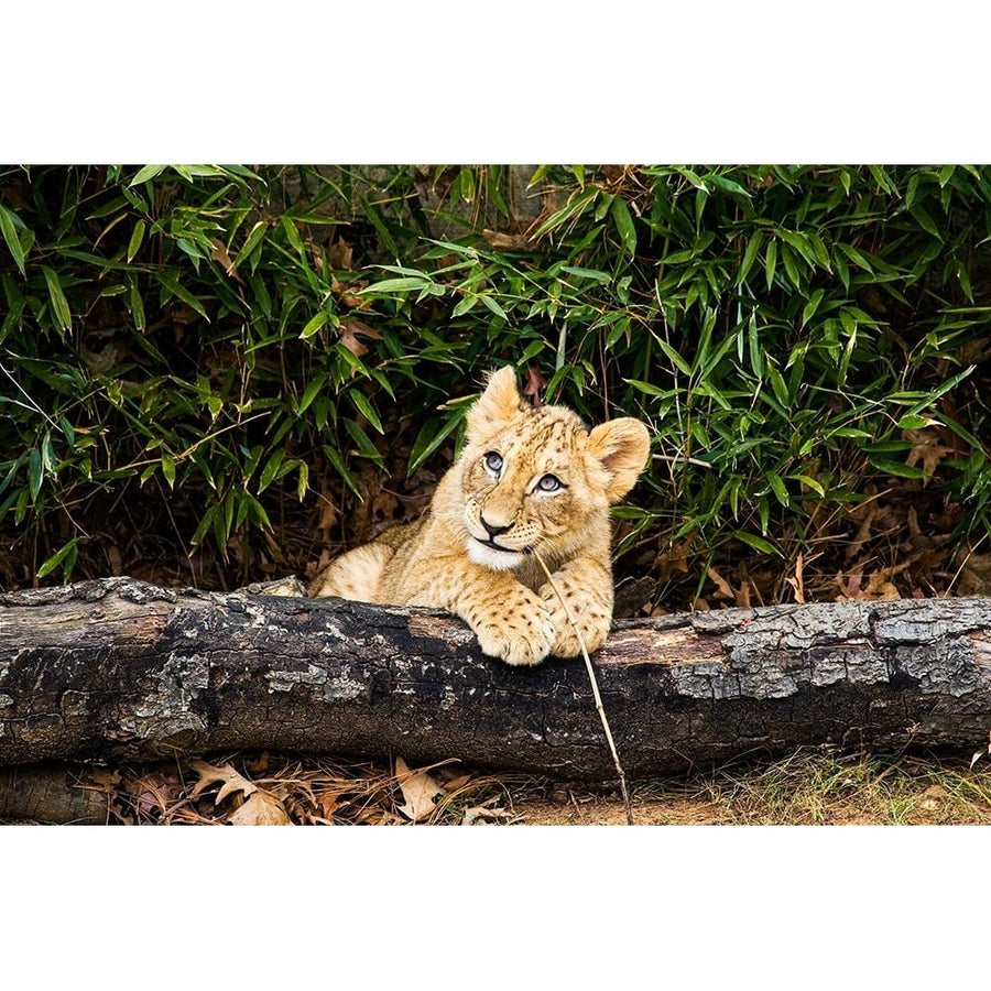 African Lion by Mehgan Murphy-VARPDX64024 Image 1