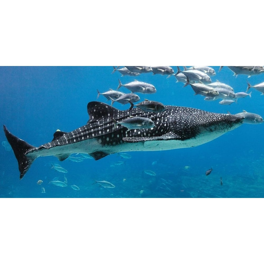 Whale Shark II by Carol Highsmith-VARPDX64036 Image 1