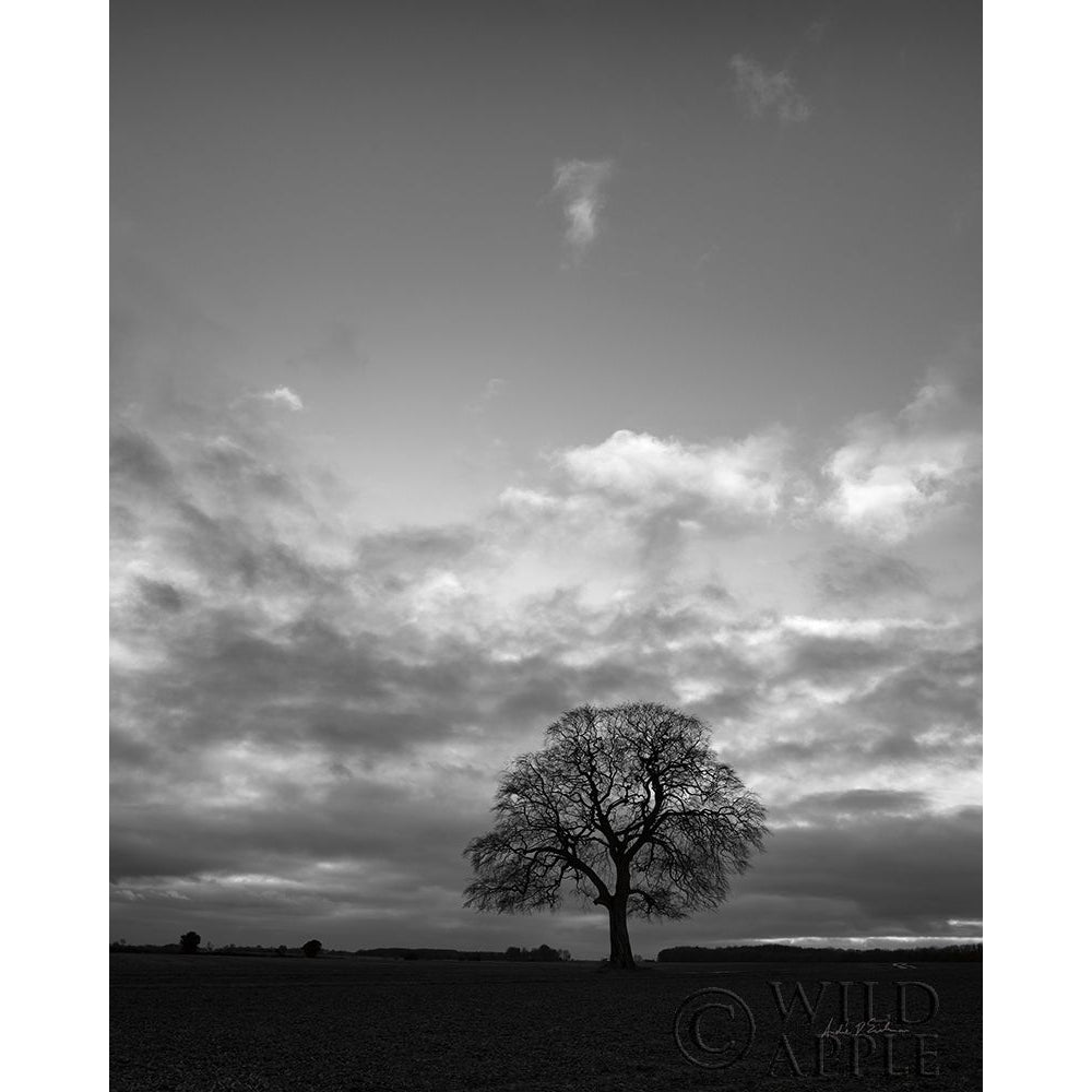 Horizon Tree BW Poster Print by Andre Eichman-VARPDX64047 Image 1