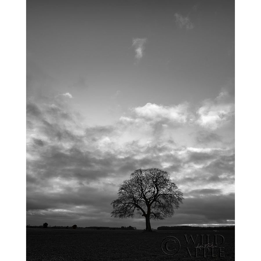 Horizon Tree BW Poster Print by Andre Eichman-VARPDX64047 Image 1