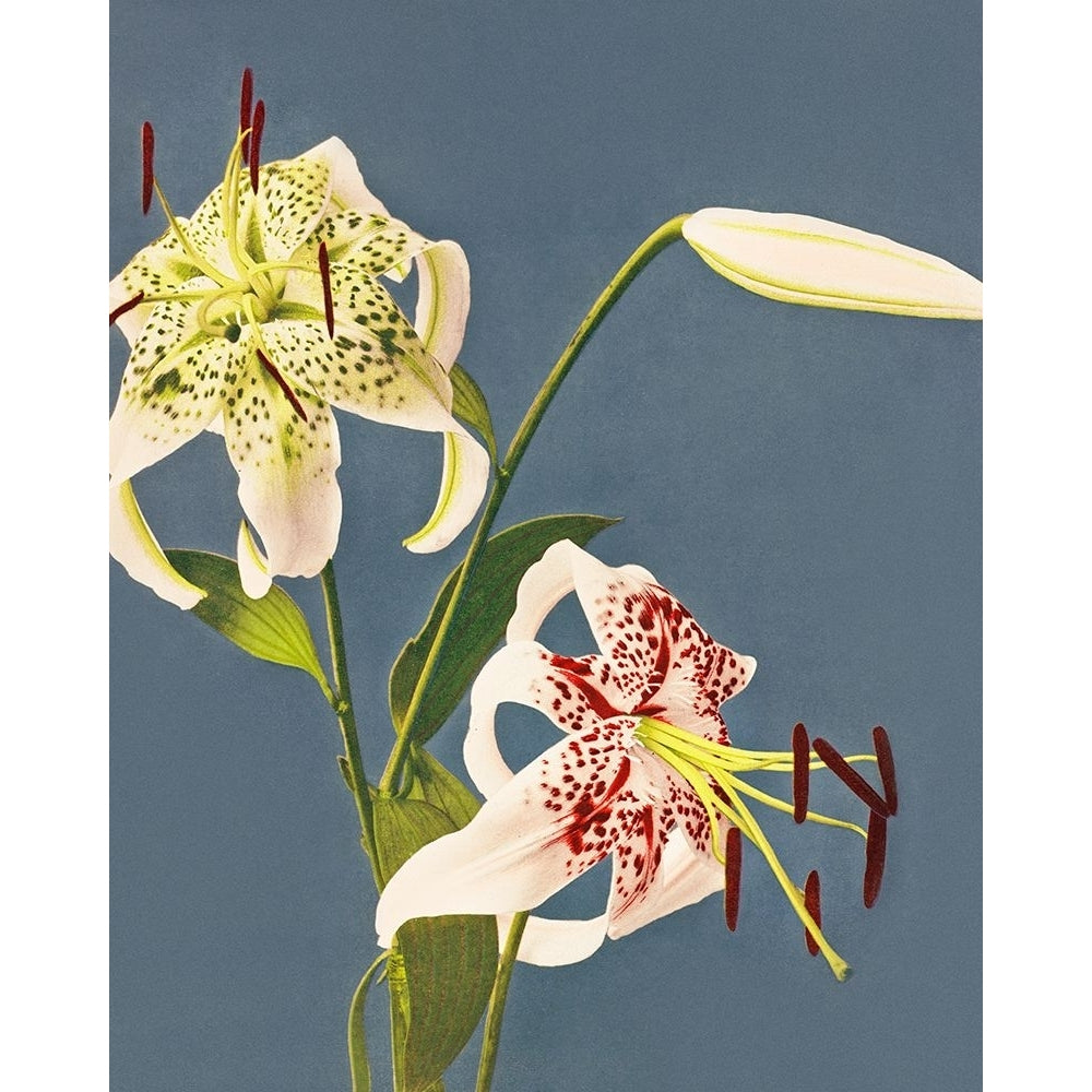 Lilies collotype from Japan by Ogawa Kazumasa-VARPDX64369 Image 1