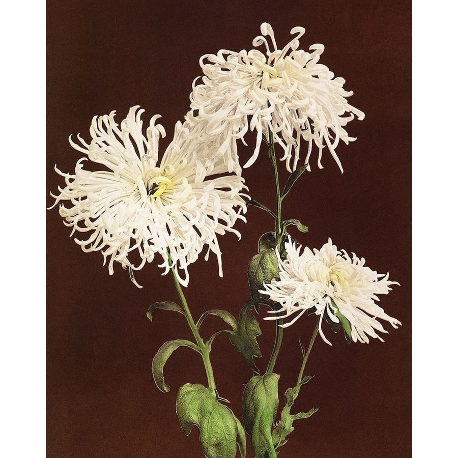 Chrysanthemum by Ogawa Kazumasa-VARPDX64383 Image 1