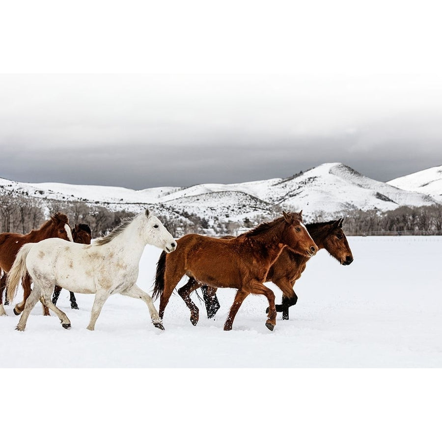 Wild and Domesticated Horses-Ladder Livestock Ranch-Wyoming Colorado border by Carol Highsmith-VARPDX64439 Image 1