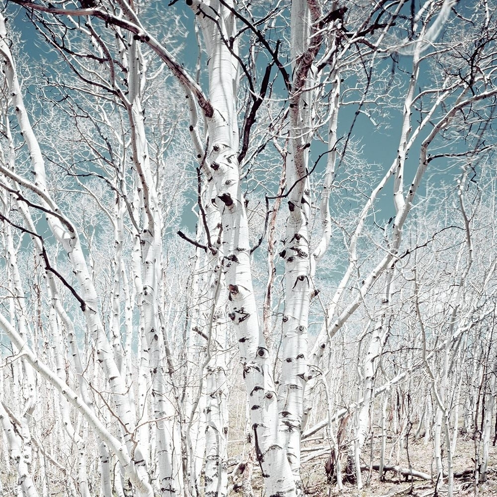 Birch trees in Utah High Country by Carol Highsmith-VARPDX64433 Image 1