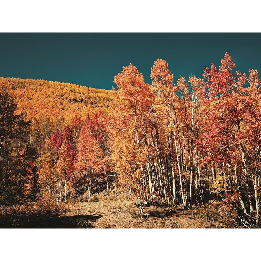 Fall Aspens in San Juan County-Colorado by Carol Highsmith-VARPDX64567 Image 1