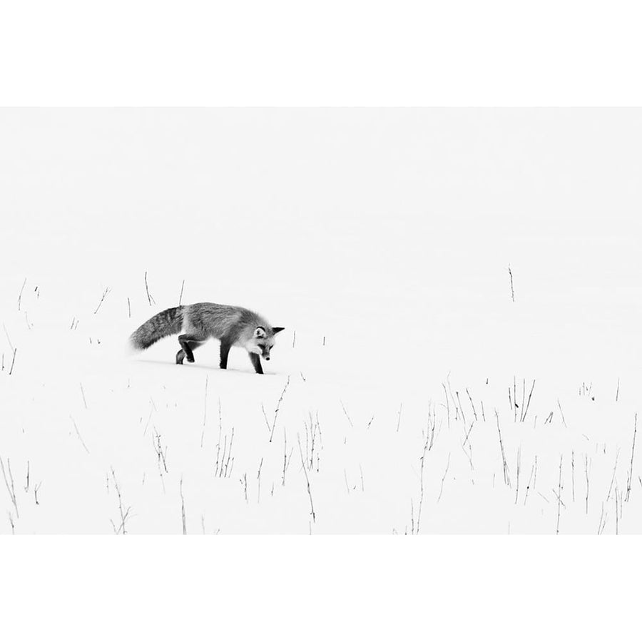 Red Fox-Yellowstone National Park Wyoming Poster Print - Carol Highsmith-VARPDX64607 Image 1