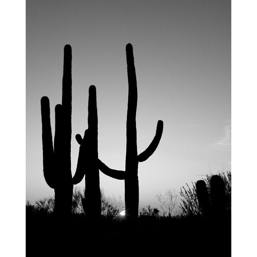 Saguaro Cactus near Tucson-Arizona Poster Print - Carol Highsmith-VARPDX64605 Image 1