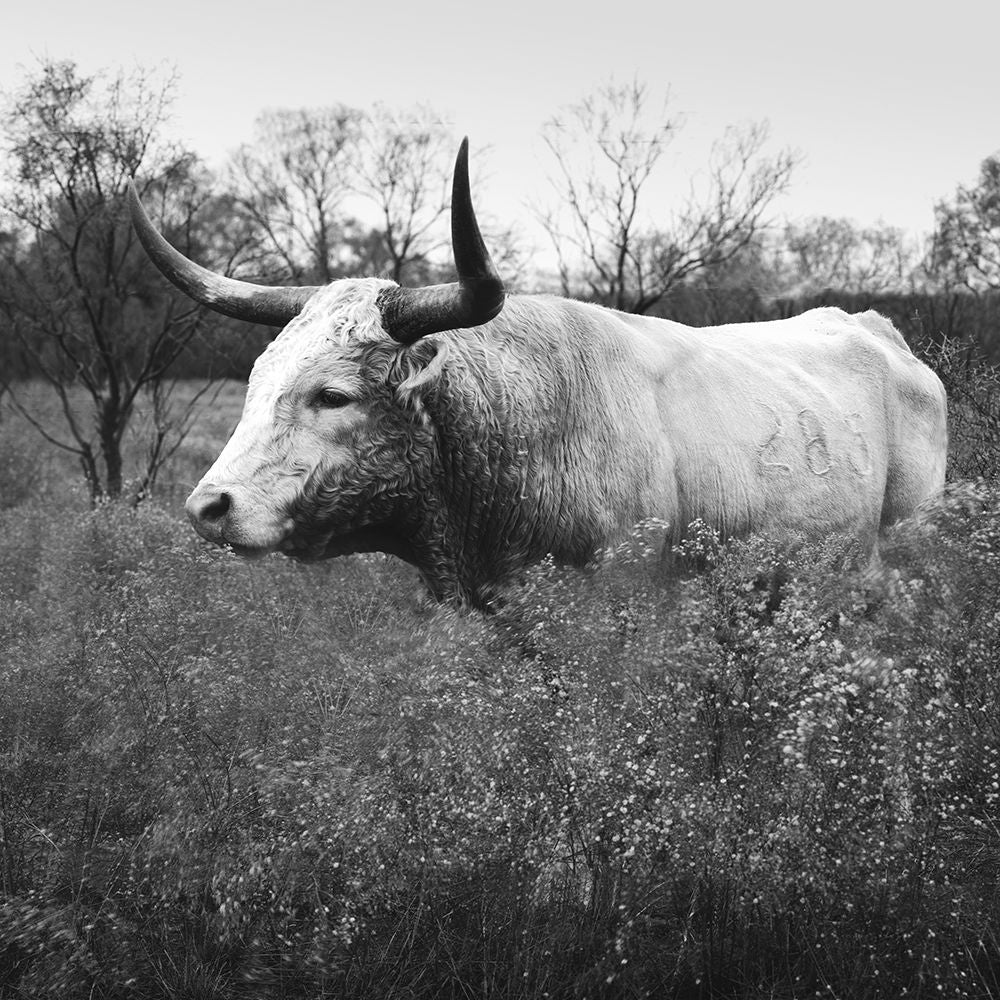 Longhorn cattle at Abilene State Historical Park Texas Poster Print - Carol Highsmith-VARPDX64672 Image 1