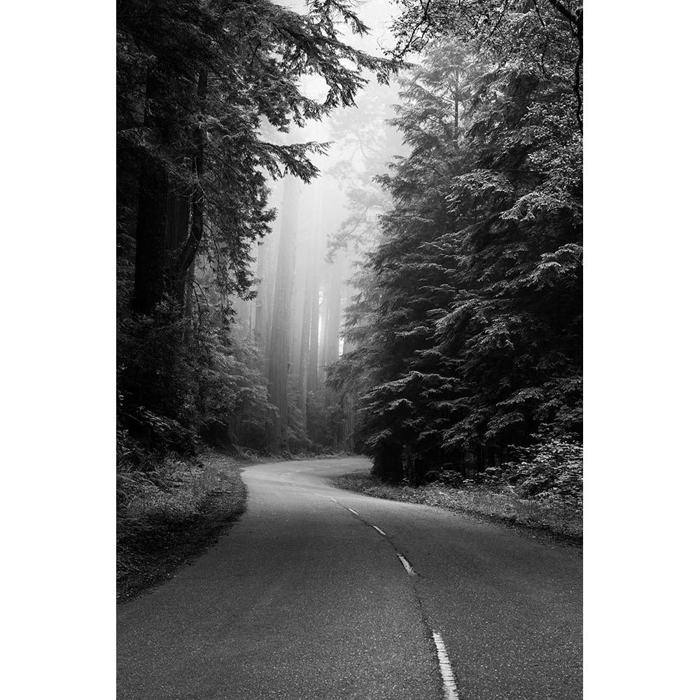 Redwood National and State Park on U.S. 101 California Poster Print - Carol Highsmith-VARPDX64681 Image 1