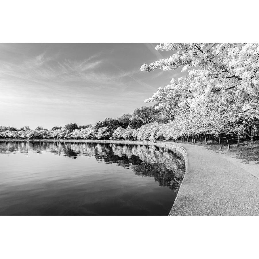 Potomac River Tidal Basin during Washingtons spring Cherry Blossom Festival Poster Print - Carol Highsmith-VARPDX64726 Image 1