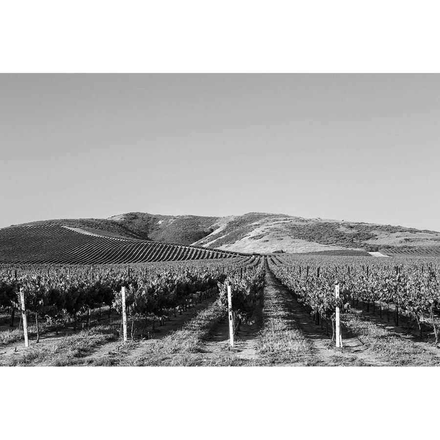 Vineyard in the Midwest Poster Print - Carol Highsmith-VARPDX64730 Image 1