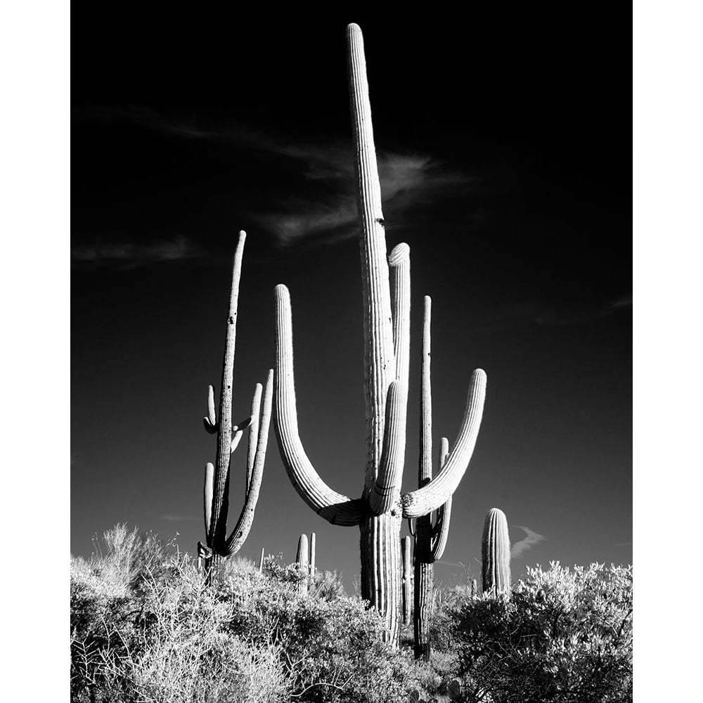 Saguaro Cactus near Tucson-Arizona Poster Print - Carol Highsmith-VARPDX64758 Image 1