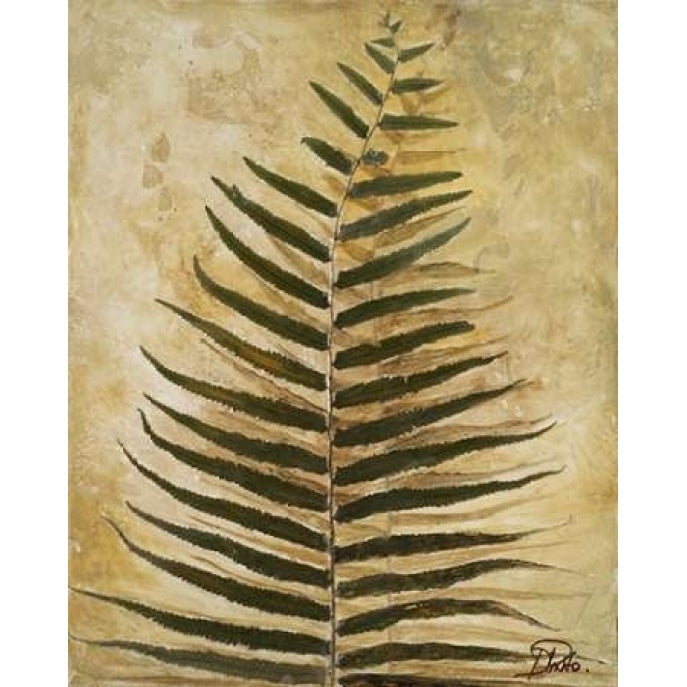 Ferns III Poster Print by Patricia Pinto-VARPDX6480 Image 1