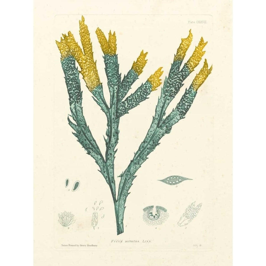 Luminous Seaweed I Poster Print - Henry Bradbury-VARPDX64875Z Image 1